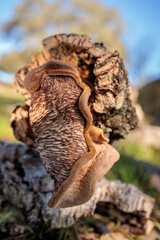 Mushroom on a dead wood branch.