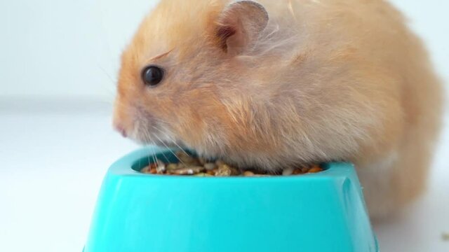 a hamster eats food on a white background. pet food