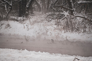 Waterbird variety in a steaming river. Wild mallards, common mergansers and grey cranes surviving the winter. Selective focus on the animals, blurred background.