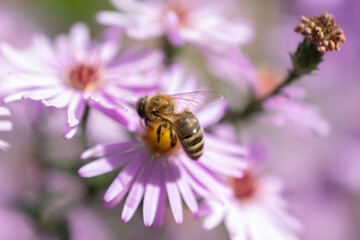 Ruggell, Liechtenstein, September 25, 2021 Busy bee on a lila flower in a garden