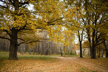 Wwalking paths covered with golden leaves of  oak trees in autumn forest