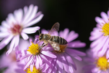 Ruggell, Liechtenstein, September 25, 2021 Busy bee on a lila flower in a garden