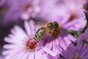 Ruggell, Liechtenstein, September 25, 2021 Busy bee on a lila flower in a garden