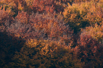 autumn colors, trees, nature