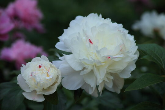 Two Blooming white peonies after rain. Big white peonies with red inclusions. High quality photo