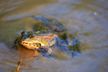 frog in the pond