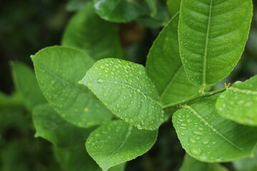 rain drops on a leaf