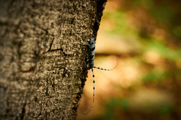 Rosalia Longicorn (Rosalia alpina) Beetle at the time of mating