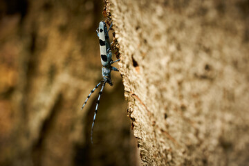 Rosalia Longicorn (Rosalia alpina) Beetle at the time of mating
