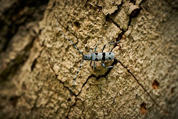 Rosalia Longicorn (Rosalia alpina) Beetle at the time of mating