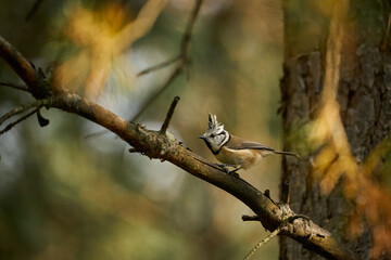 Crested Tit (Lophophanes cristatus) sitting on beautiful spruce branch