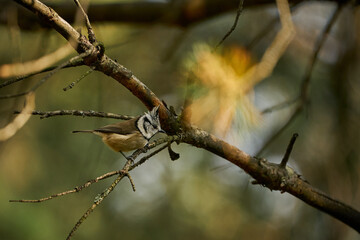 Crested Tit (Lophophanes cristatus) sitting on beautiful spruce branch