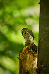 Pygmy Owl (Glaucidium passerinum) sitting on tree branch