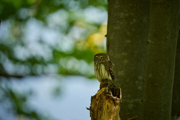 Pygmy Owl (Glaucidium passerinum) sitting on tree branch