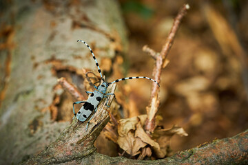 Rosalia Longicorn (Rosalia alpina) Beetle at the time of mating