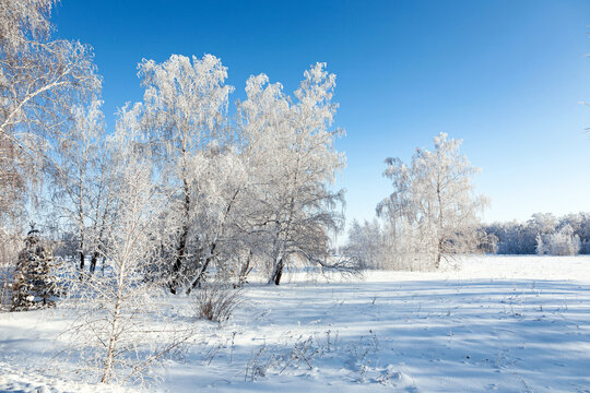Beautiful winter landscape with snow covered trees. Frosty trees. Christmas holidays.