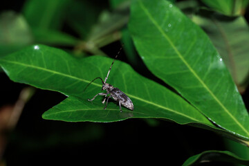 Insect