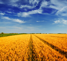 Wheat field against a blue sky	 - 467671204