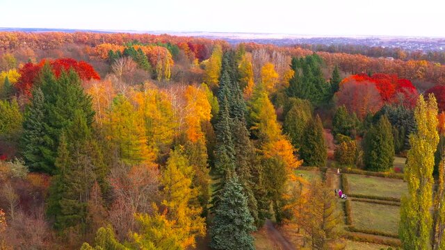 Autumn landscape. Arboretum them. Dokuchaev. 4K aerial photography.
