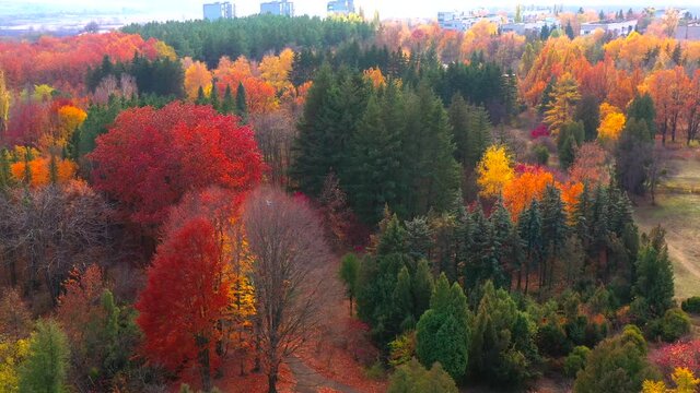 Autumn landscape. Arboretum them. Dokuchaev. 4K aerial photography.