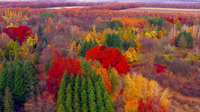 Autumn landscape. Arboretum them. Dokuchaev. 4K aerial photography.