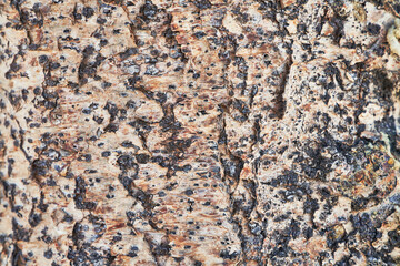 Beautiful tree bark texture image