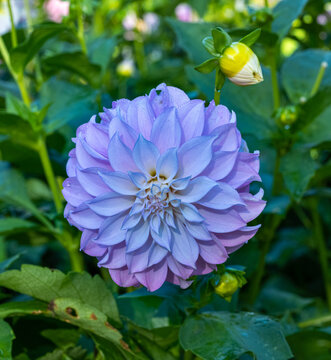 The dahlia (name, Verrone&lsquo;s DF) in the dahlia garden Baden Baden near the lichtentaler alley. Baden-Baden, Baden W&uuml;rttemberg, Germany