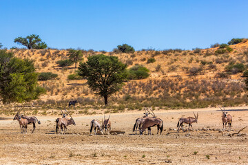 South African Oryx herd in desert dune scenery in Kgalagadi transfrontier park, South Africa; specie Oryx gazella family of Bovidae