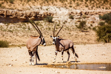 Two South African Oryx standing at waterhole in Kgalagadi transfrontier park, South Africa; specie...
