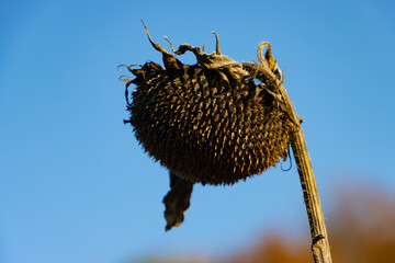 Close up of dead dry sunflower against clear blue sky