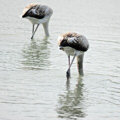 Flamingos
