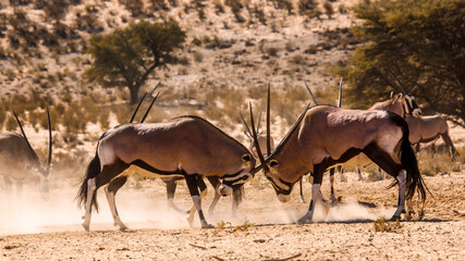Two South African Oryx male dueling in Kgalagadi transfrontier park, South Africa; specie Oryx...