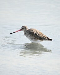 Black Tailed Godwit