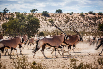 South African Oryx herd running in desert area in Kgalagadi transfrontier park, South Africa;...
