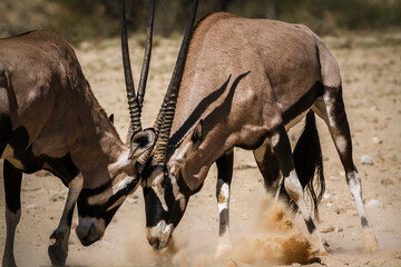 Two South African Oryx bull dueling in Kgalagadi transfrontier park, South Africa; specie Oryx...