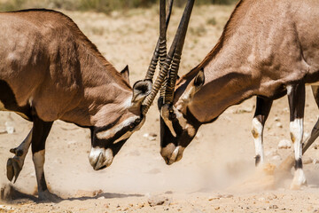 Two South African Oryx bull dueling in Kgalagadi transfrontier park, South Africa; specie Oryx...