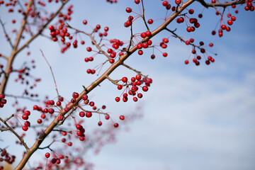 Red small fruits of a wild forest apple tree on a tree with fallen leaves in autumn.