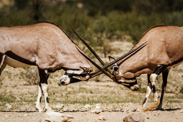 Two South African Oryx bull dueling in Kgalagadi transfrontier park, South Africa; specie Oryx...