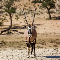 South African Oryx standing front view looking at camera in Kgalagadi transfrontier park, South Africa; specie Oryx gazella family of Bovidae
