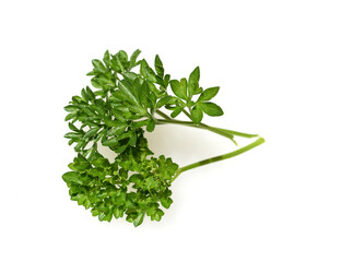 Parsley, Petroselinum Crispum