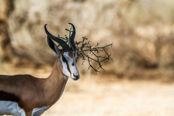 Steenbok portrait with branch stuck on horn in Kruger National park, South Africa ; Specie Raphicerus campestris family of Bovidae