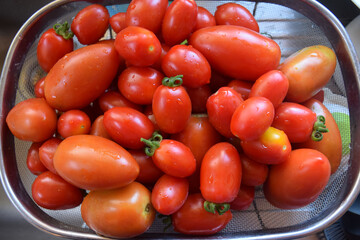 fresh tomatoes just picked from the garden © sal