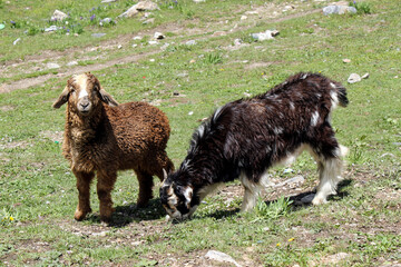 Fototapeta premium two goats in the mountains