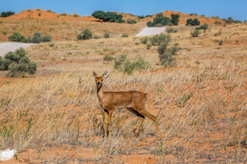 Fototapeta premium Steenbok female in dry land scenery in Kruger National park, South Africa ; Specie Raphicerus campestris family of Bovidae