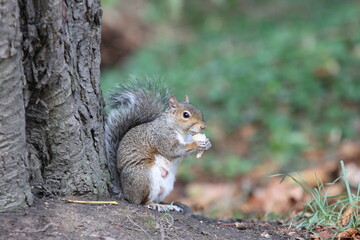Naklejka na ściany i meble A squirrel eating under a tree