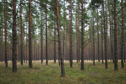 The trunks of the tall pines. Mystical and beautiful of wildlife. Latvia