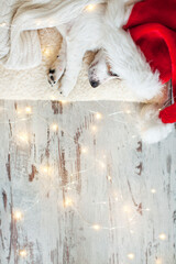 Sleeping dog in christmas hat