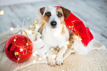 Dog near christmas tree