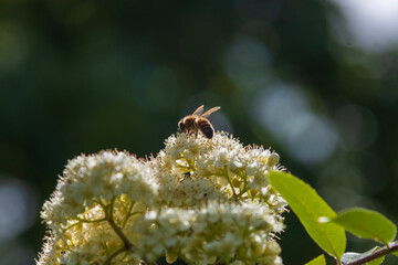 Bee on mountain ash flowers.