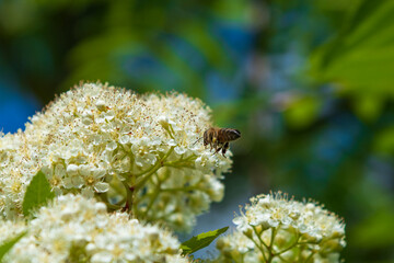 Bee on mountain ash flowers.